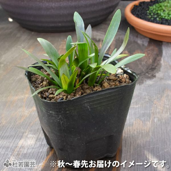 水生植物 ナガバオモダカ 株式会社 杜若園芸 水草の生産販売 通販ショップ