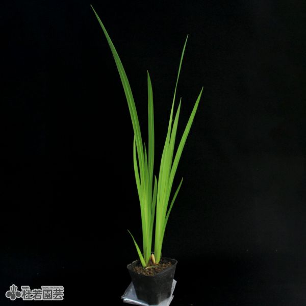 水生植物 ニオイショウブ 香り菖蒲 葉菖蒲 株式会社 杜若園芸 水草の生産販売 通販ショップ