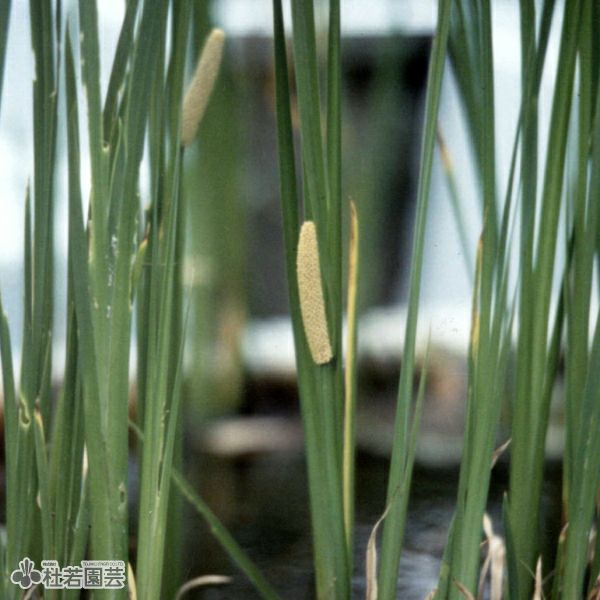 りぃです。購入済みです。耐寒宿根草 菖蒲湯用の菖蒲の株1株