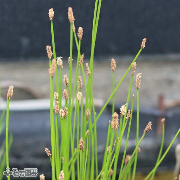 水生植物】 キフイリヨシ | 杜若園芸WEBショップ｜水草の生産販売