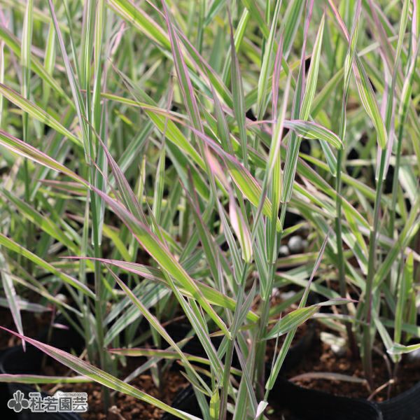 水生植物】 フイリクサヨシ | 杜若園芸WEBショップ｜水草の生産販売