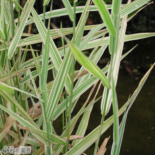 水生植物】 フイリクサヨシ | 杜若園芸WEBショップ｜水草の生産販売