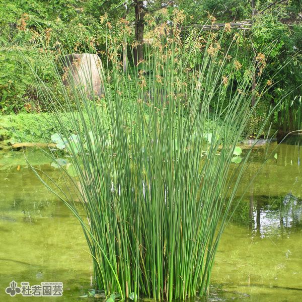 水生植物】 フトイ 12cmP | 杜若園芸WEBショップ｜水草の生産販売