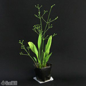 水生植物】 ヘラオモダカ | 杜若園芸WEBショップ｜水草の生産販売【通販ショップ】