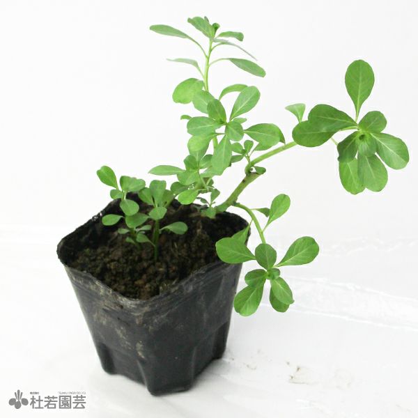 水生植物】 ミズキンバイ | 杜若園芸WEBショップ｜水草の生産販売