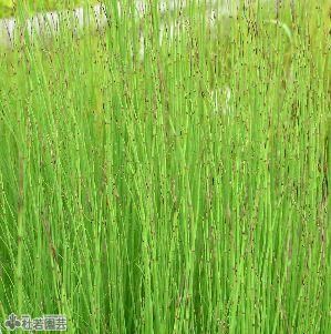 水生植物 ミズトクサ 株式会社 杜若園芸 水草の生産販売 通販ショップ 水生植物 ミズトクサ 株式会社 杜若園芸 水草の生産販売 通販ショップ