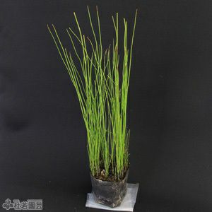 水生植物 ミズトクサ 株式会社 杜若園芸 水草の生産販売 通販ショップ 水生植物 ミズトクサ 株式会社 杜若園芸 水草の生産販売 通販ショップ