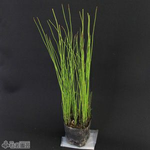 水生植物 ミズトクサ 株式会社 杜若園芸 水草の生産販売 通販ショップ