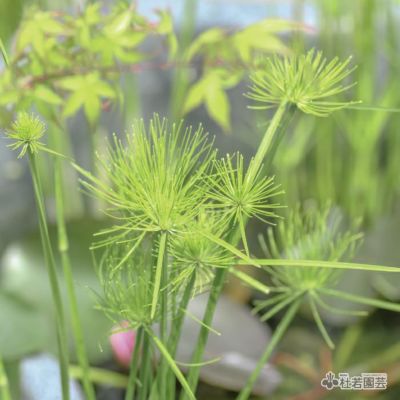 水生植物】 シュロガヤツリ | 杜若園芸WEBショップ｜水草の生産販売【通販ショップ】