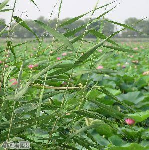 水生植物 ヨシ アシ 株式会社 杜若園芸 水草の生産販売 通販ショップ