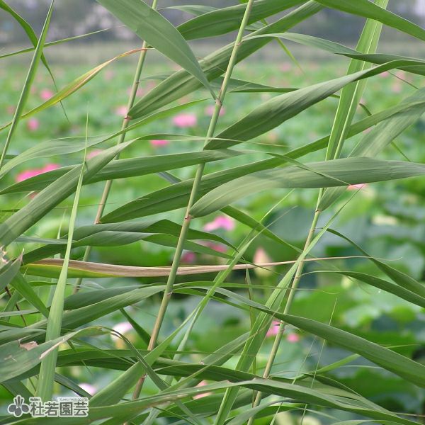 【水生植物】 ヨシ (アシ) | 杜若園芸WEBショップ｜水草の生産販売【通販ショップ】