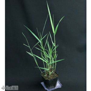 水生植物 ヨシ アシ 株式会社 杜若園芸 水草の生産販売 通販ショップ