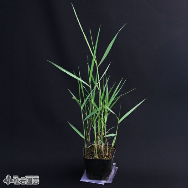 【水生植物】 ヨシ (アシ) | 株式会社 杜若園芸｜水草の生産販売【通販ショップ】
