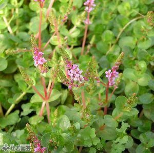 水生植物】 ロタラロトンジフォリア | 杜若園芸WEBショップ｜水草の