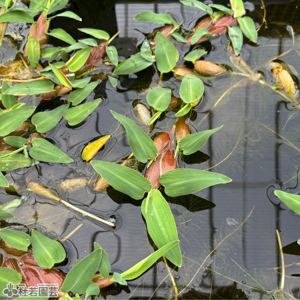 水生植物 サルビニア ククラータ 株式会社 杜若園芸 水草の生産販売 通販ショップ