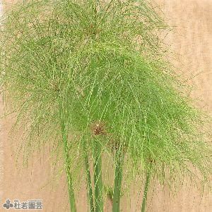 水生植物】 パピルス 30cmP | 杜若園芸WEBショップ｜水草の生産販売【通販ショップ】