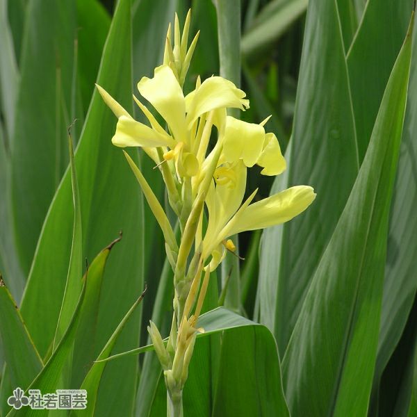 水生植物 クワイ 株式会社 杜若園芸 水草の生産販売 通販ショップ