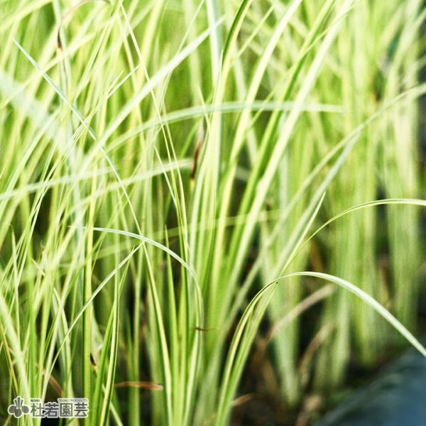 水生植物 フイリセキショウ 株式会社 杜若園芸 水草の生産販売 通販ショップ