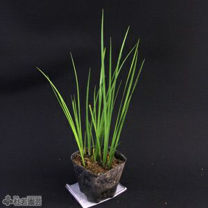 水生植物 セキショウ 株式会社 杜若園芸 水草の生産販売 通販ショップ