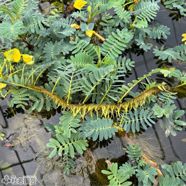 水生植物】 ミズオジギソウ （Aeschynomene fluitans） | 杜若園芸WEB