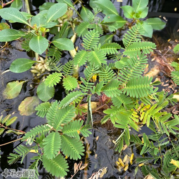 水生植物 ミズオジギソウ Neptunia Oleracea 株式会社 杜若園芸 水草の生産販売 通販ショップ