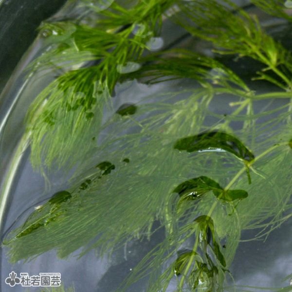 水生植物 マツモ 株式会社 杜若園芸 水草の生産販売 通販ショップ