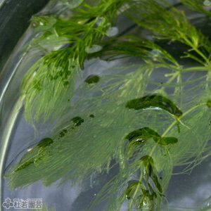 水生植物 マツモ 株式会社 杜若園芸 水草の生産販売 通販ショップ