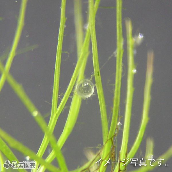 水生植物 マツモ 株式会社 杜若園芸 水草の生産販売 通販ショップ 水生植物 マツモ 株式会社 杜若園芸 水草の生産販売 通販ショップ