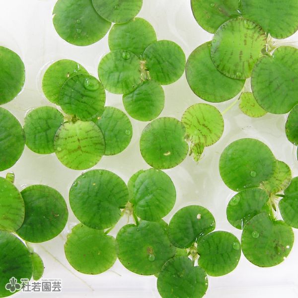 水生植物 マツモ 株式会社 杜若園芸 水草の生産販売 通販ショップ