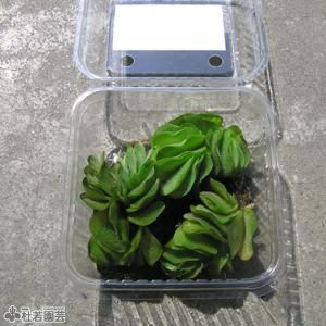 水生植物 オオサンショウモ 株式会社 杜若園芸 水草の生産販売 通販ショップ