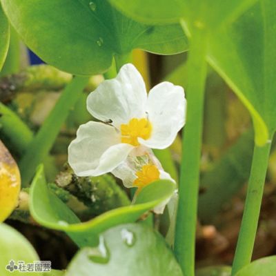 日本の水生植物 | 杜若園芸WEBショップ｜水草の生産販売【通販