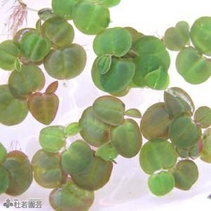 水生植物 マツモ 株式会社 杜若園芸 水草の生産販売 通販ショップ