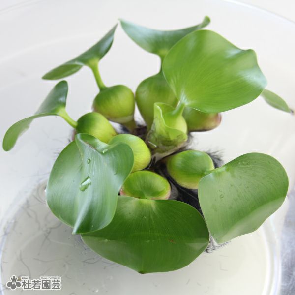 水生植物】 オオカナダモ（アナカリス） 鉛巻き | 杜若園芸WEBショップ