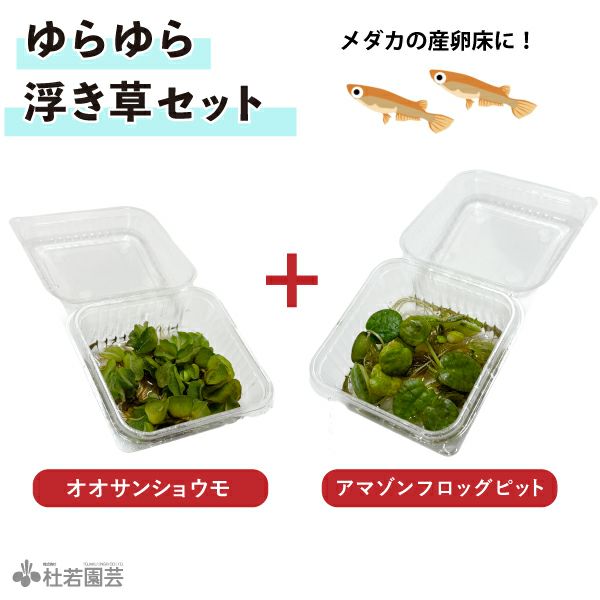 水生植物 マツモ 株式会社 杜若園芸 水草の生産販売 通販ショップ