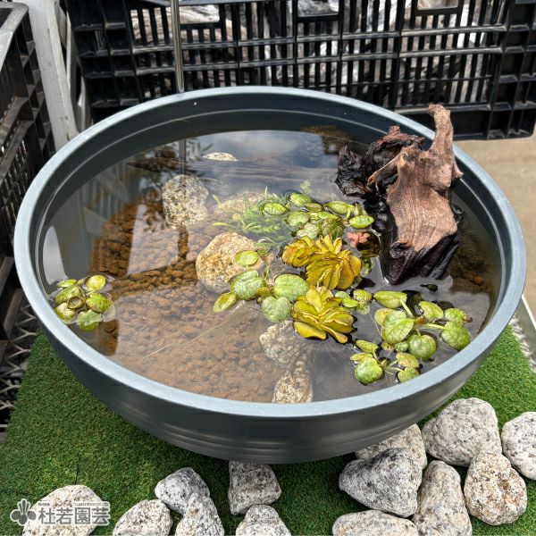 Amazon.co.jp: 斑入植物集 : 本