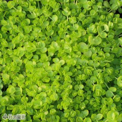 水生植物 ウォーターバコパ 株式会社 杜若園芸 水草の生産販売 通販ショップ 水生植物 ウォーターバコパ 株式会社 杜若園芸 水草の生産販売 通販ショップ