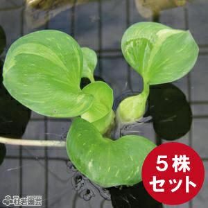 メダカにおすすめの産卵水草 ミニホテイアオイ 株式会社 杜若園芸 水草の生産販売 通販ショップ