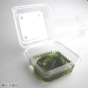 水生植物 マツモ 株式会社 杜若園芸 水草の生産販売 通販ショップ