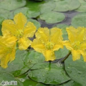 水生植物】 アサザ | 株式会社 杜若園芸｜水草の生産販売【通販ショップ】