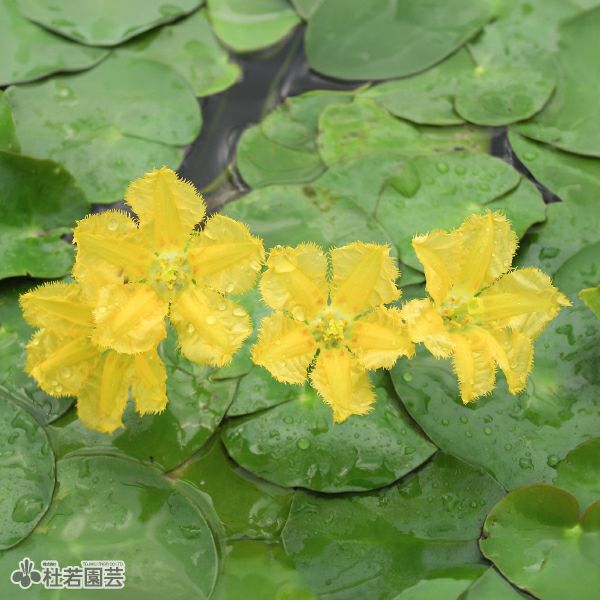 【水生植物】 アサザ | 株式会社 杜若園芸|水草の生産販売【通販ショップ】