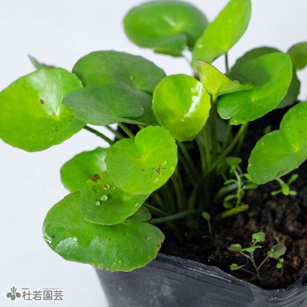 水生植物 アサザ 株式会社 杜若園芸 水草の生産販売 通販ショップ