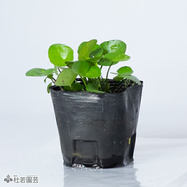 水生植物 アサザ 株式会社 杜若園芸 水草の生産販売 通販ショップ