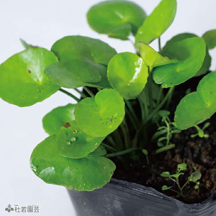 水生植物 アサザ 株式会社 杜若園芸 水草の生産販売 通販ショップ