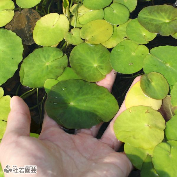 水生植物 アサザ 株式会社 杜若園芸 水草の生産販売 通販ショップ