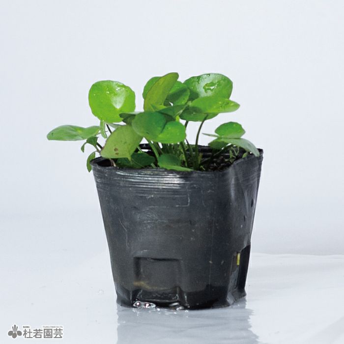 水生植物 アサザ 株式会社 杜若園芸 水草の生産販売 通販ショップ