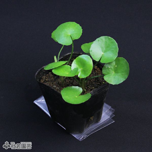 水生植物 アサザ 株式会社 杜若園芸 水草の生産販売 通販ショップ