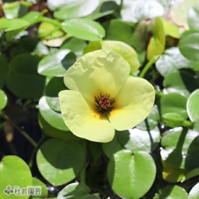 水草 D NATURE-AQUALAND osakana blog: