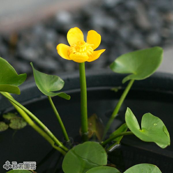 水生植物 コウホネ 株式会社 杜若園芸 水草の生産販売 通販ショップ