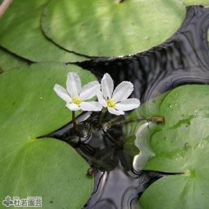 水生植物】 ヒツジグサ 12ｃｍP | 杜若園芸WEBショップ｜水草の生産販売【通販ショップ】