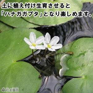 水生植物】 バナナプラント | 杜若園芸WEBショップ｜水草の生産販売【通販ショップ】